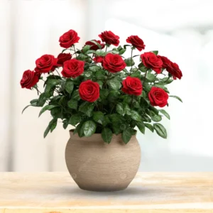 Sale! Product image Product image Product image Product image Premium Rose Plant – Beautiful Flowering Plant for Your Garden